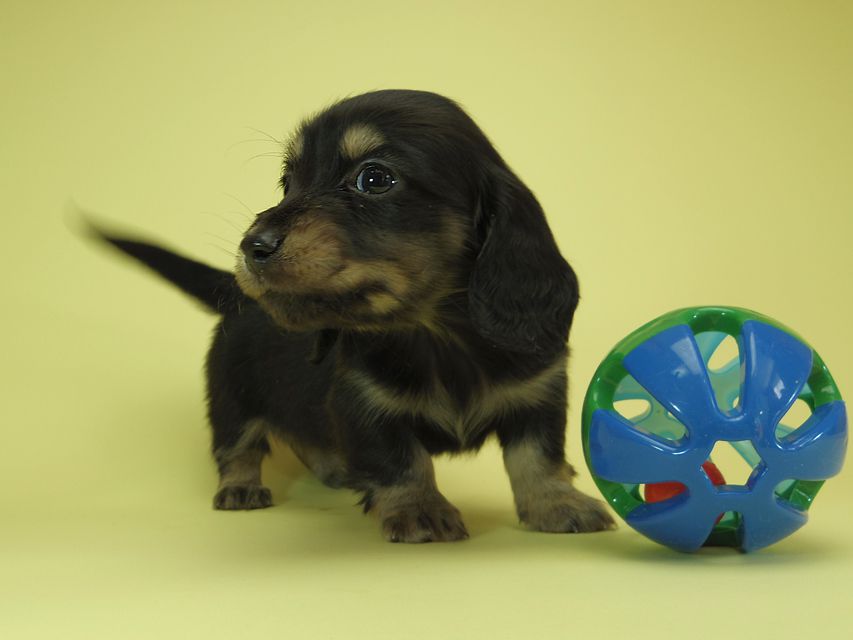 月子 & ジャンの子犬 ブラッククリーム 男の子①