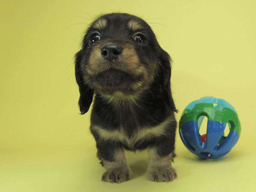月子 & ジャンの子犬 ブラッククリーム 男の子①