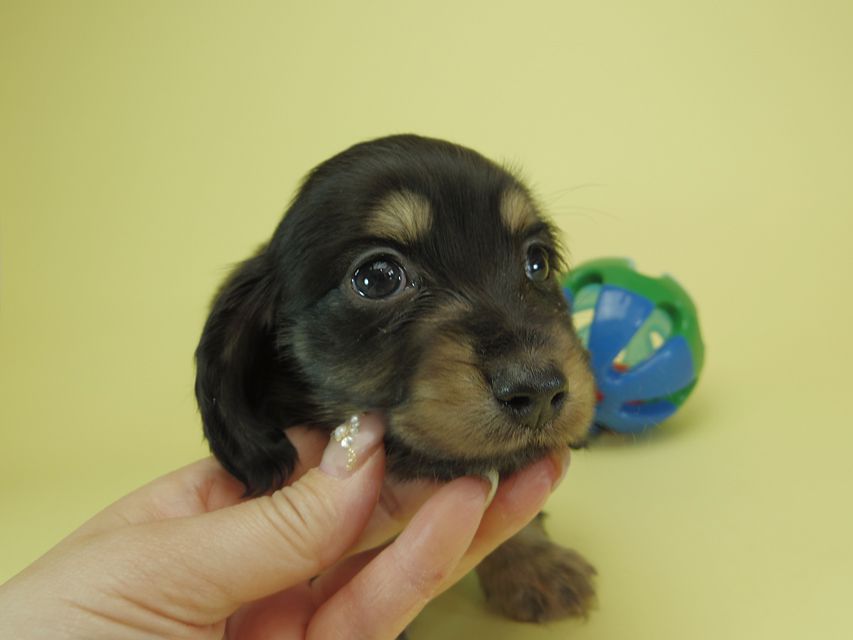 月子 & ジャンの子犬 ブラッククリーム 男の子①