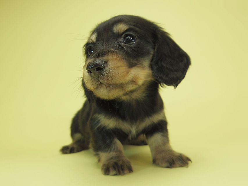 月子 & ジャンの子犬 ブラッククリーム 男の子②