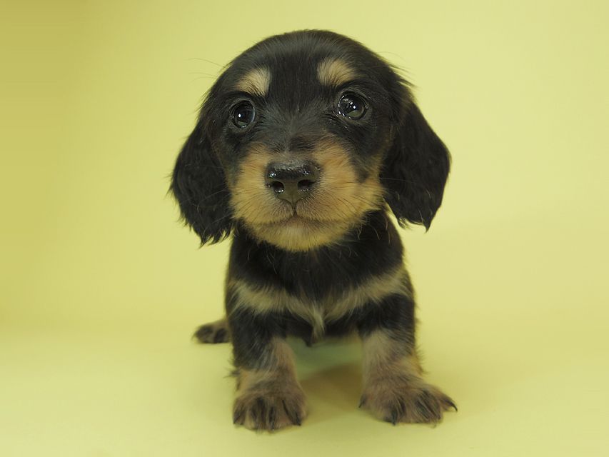 月子 & ジャンの子犬 ブラッククリーム 男の子②