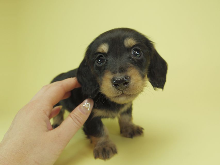 月子 & ジャンの子犬 ブラッククリーム 男の子②