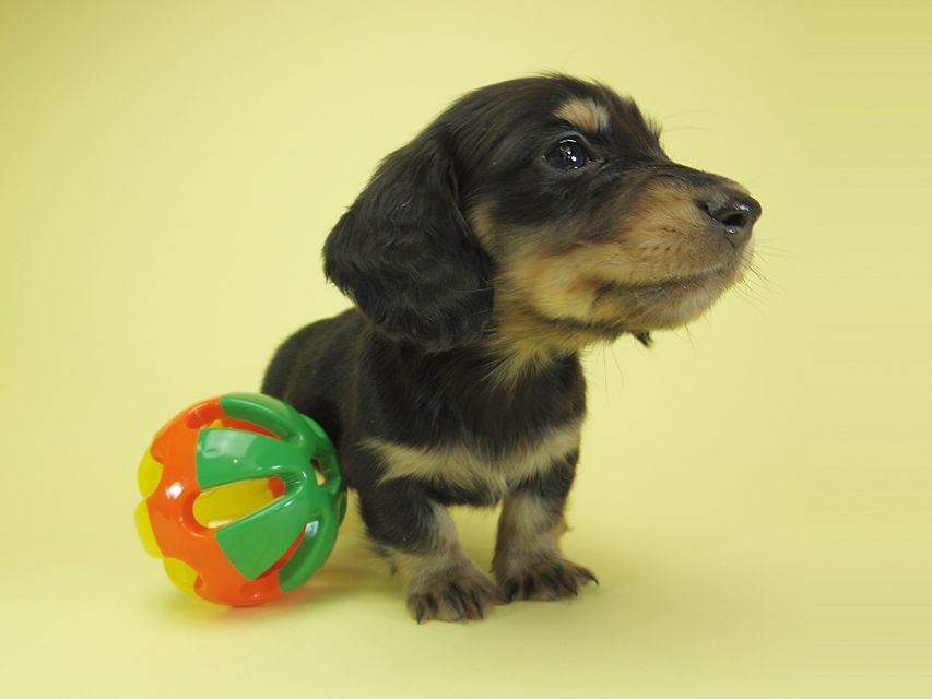 月子 & ジャンの子犬 ブラッククリーム 男の子②