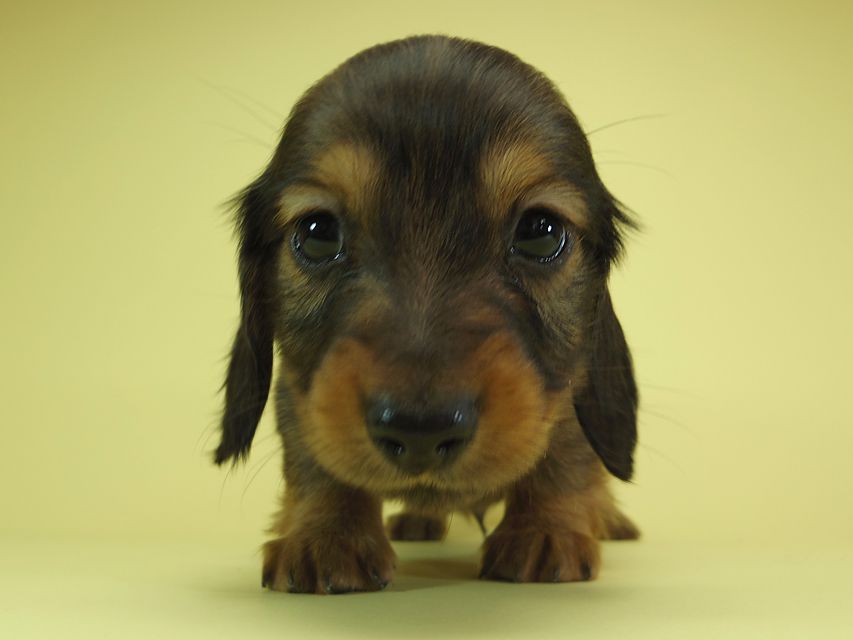 ダックスフンド カニンヘン 月子 & ジャンの子犬 レッド 男の子