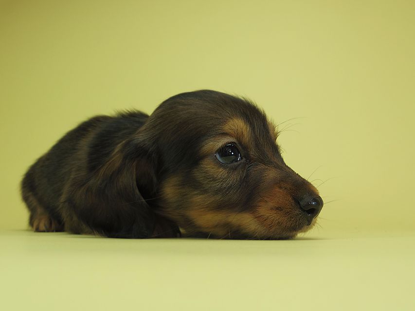 ダックスフンド カニンヘン 月子 & ジャンの子犬 レッド 男の子