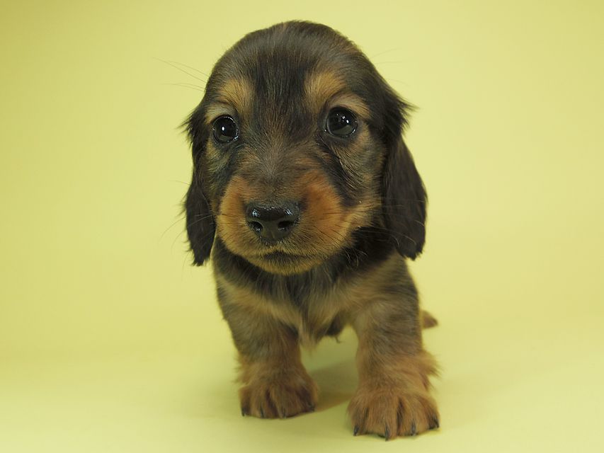ダックスフンド カニンヘン 月子 & ジャンの子犬 レッド 男の子