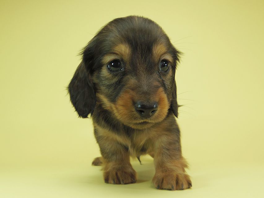 ダックスフンド カニンヘン 月子 & ジャンの子犬 レッド 男の子