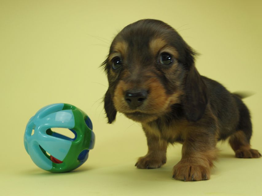 ダックスフンド カニンヘン 月子 & ジャンの子犬 レッド 男の子