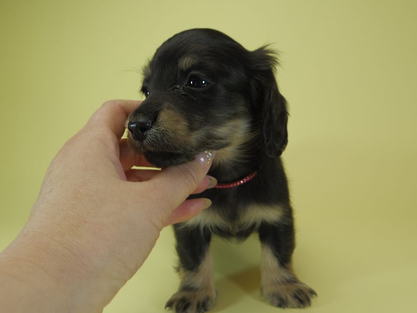 ダックスフンド カニンヘン あんず & 朝日の子犬 ブラッククリーム 男の子②