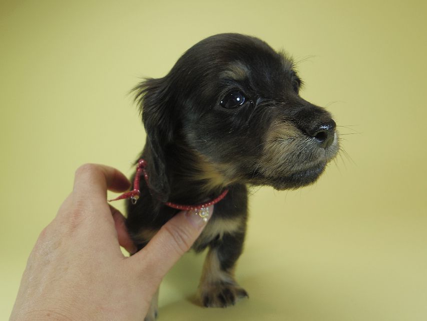 ダックスフンド カニンヘン あんず & 朝日の子犬 ブラッククリーム 男の子②
