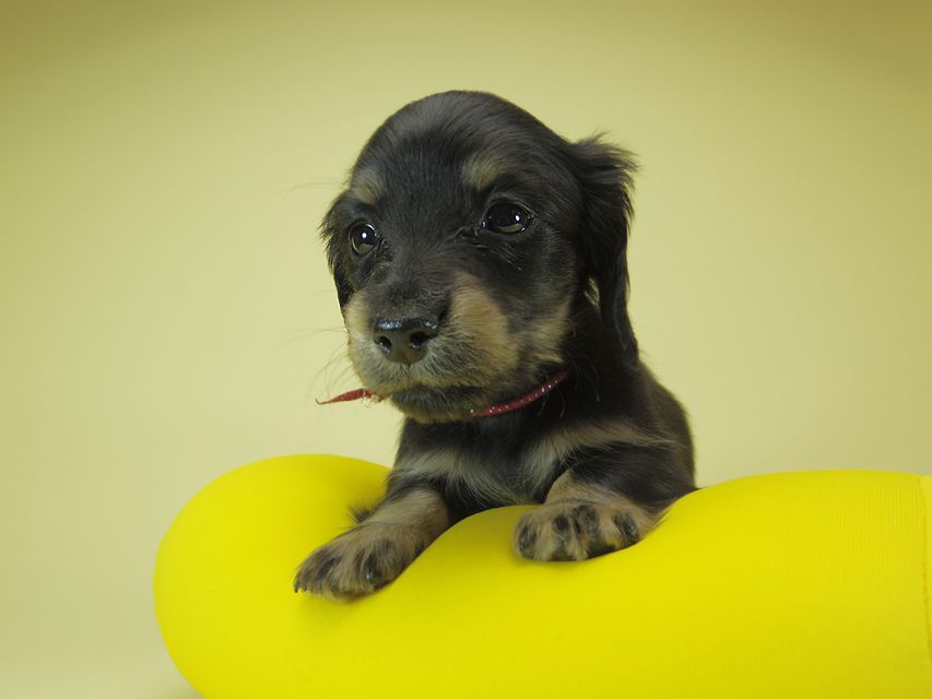 ダックスフンド カニンヘン あんず & 朝日の子犬 ブラッククリーム 男の子②