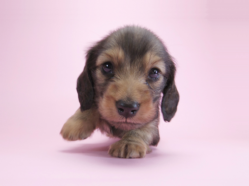 ダックスフンド カニンヘン キャラメル & ジャンの子犬 シェーデットクリーム 男の子