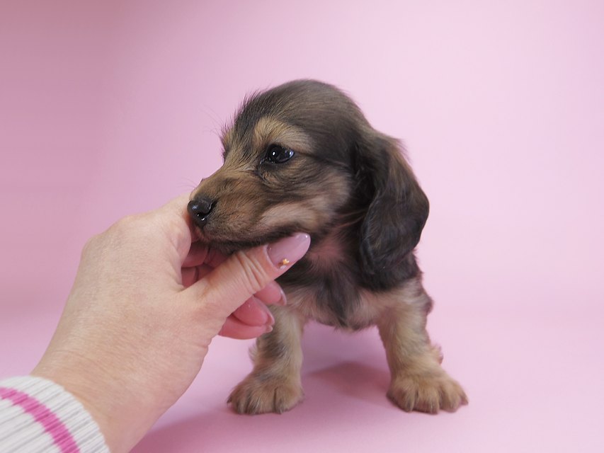 ダックスフンド カニンヘン キャラメル & ジャンの子犬 シェーデットクリーム 男の子