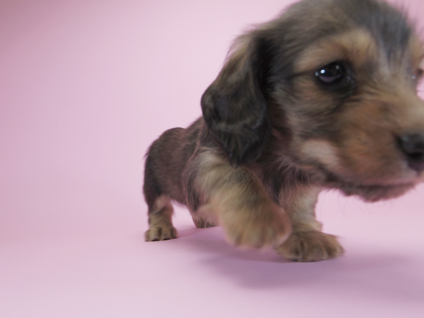 ダックスフンド カニンヘン キャラメル & ジャンの子犬 シェーデットクリーム 男の子