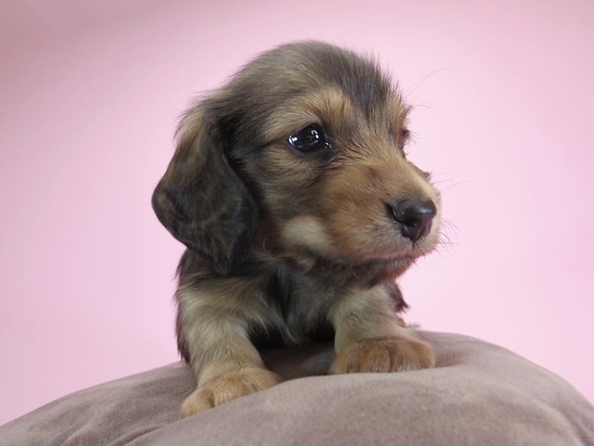 ダックスフンド カニンヘン キャラメル & ジャンの子犬 シェーデットクリーム 男の子