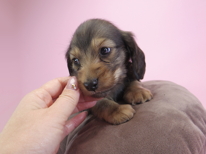 ダックスフンド カニンヘン キャラメル & ジャンの子犬 シェーデットクリーム 男の子