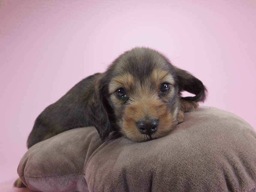 ダックスフンド カニンヘン キャラメル & ジャンの子犬 シェーデットクリーム 男の子