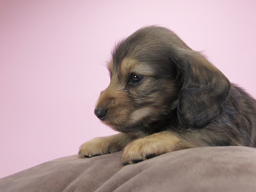 ダックスフンド カニンヘン キャラメル & ジャンの子犬 シェーデットクリーム 男の子