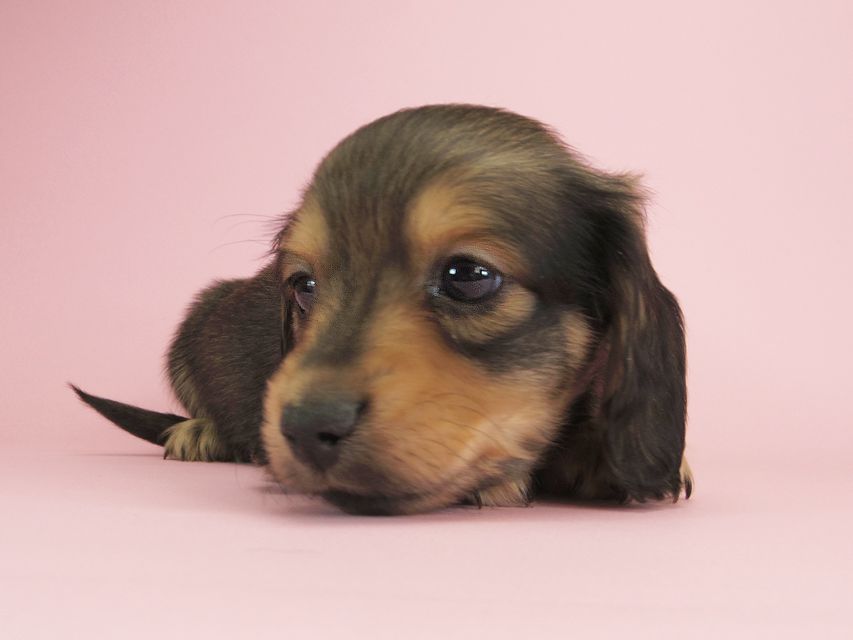 ダックスフンド カニンヘン クム & ジャンの子犬 シェーデットクリーム 男の子①IMGP9902 ダックスフンド カニンヘン クム & ジャンの子犬 シェーデットクリーム 男の子①