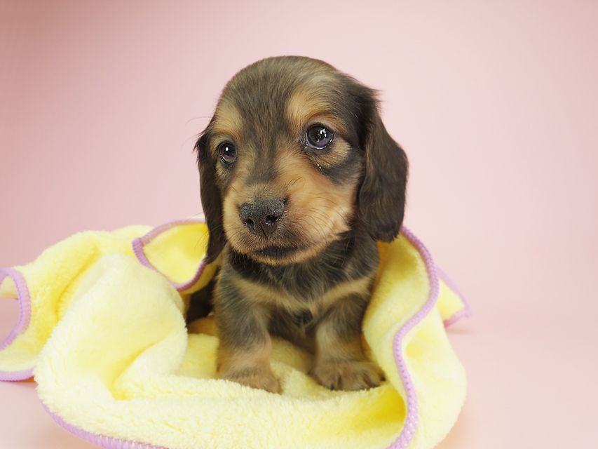 ダックスフンド カニンヘン クム & ジャンの子犬 シェーデットクリーム 男の子①IMGP9908 ダックスフンド カニンヘン クム & ジャンの子犬 シェーデットクリーム 男の子①