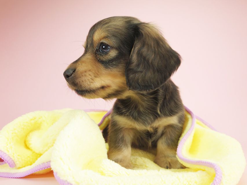 ダックスフンド カニンヘン クム & ジャンの子犬 シェーデットクリーム 男の子①IMGP9911 ダックスフンド カニンヘン クム & ジャンの子犬 シェーデットクリーム 男の子①