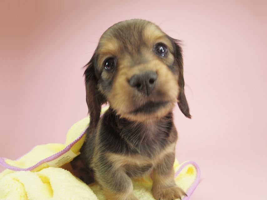 ダックスフンド カニンヘン クム & ジャンの子犬 シェーデットクリーム 男の子①IMGP9914 ダックスフンド カニンヘン クム & ジャンの子犬 シェーデットクリーム 男の子①