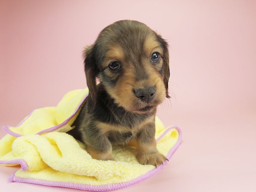 ダックスフンド カニンヘン クム & ジャンの子犬 シェーデットクリーム 男の子①IMGP9915 ダックスフンド カニンヘン クム & ジャンの子犬 シェーデットクリーム 男の子①