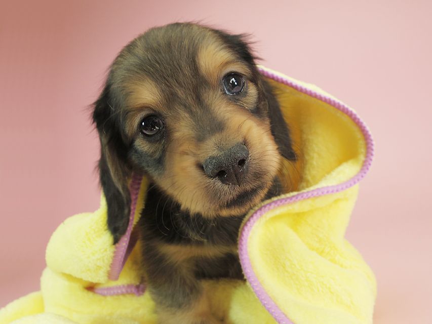 ダックスフンド カニンヘン クム & ジャンの子犬 シェーデットクリーム 男の子①IMGP9920 ダックスフンド カニンヘン クム & ジャンの子犬 シェーデットクリーム 男の子①