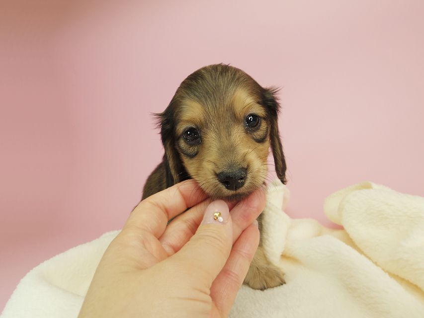 ダックスフンド カニンヘン クム & ジャンの子犬 シェーデットクリーム 男の子②