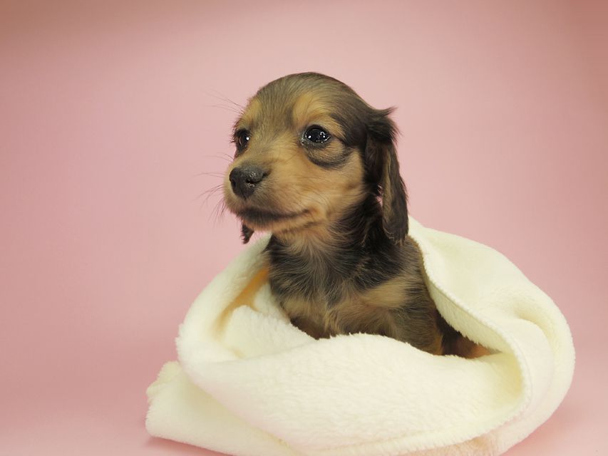 ダックスフンド カニンヘン クム & ジャンの子犬 シェーデットクリーム 男の子②