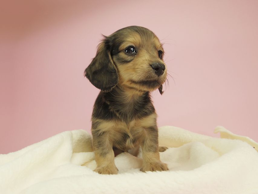 ダックスフンド カニンヘン クム & ジャンの子犬 シェーデットクリーム 男の子②
