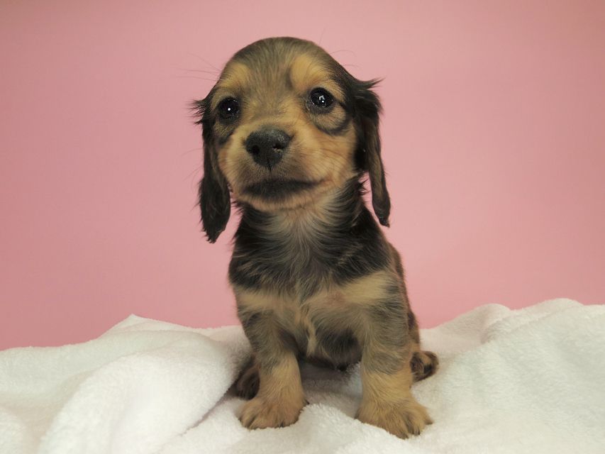 ダックスフンド カニンヘン クム & ジャンの子犬 シェーデットクリーム 女の子①