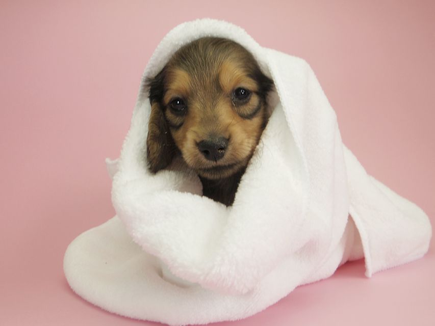 ダックスフンド カニンヘン クム & ジャンの子犬 シェーデットクリーム 女の子①