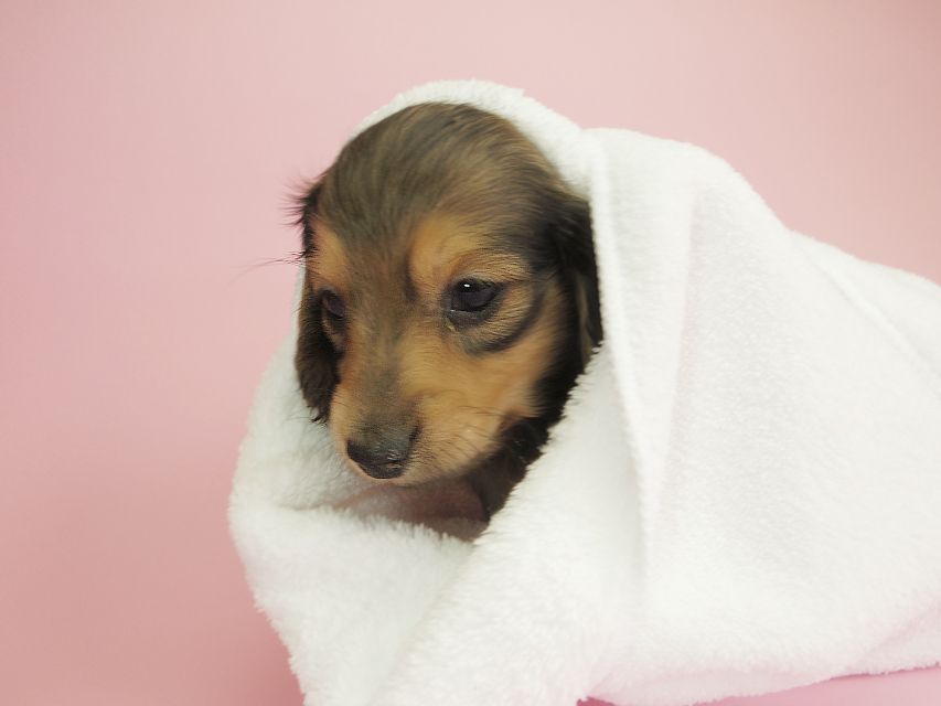 ダックスフンド カニンヘン クム & ジャンの子犬 シェーデットクリーム 女の子①