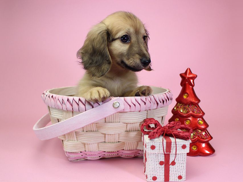 ダックスフンド カニンヘン サリー.Ti & ボーイの子犬 シェーデットクリーム 女の子