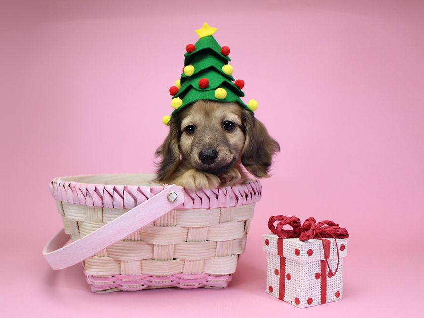 ダックスフンド カニンヘン サリー.Ti & ボーイの子犬 シェーデットクリーム 女の子