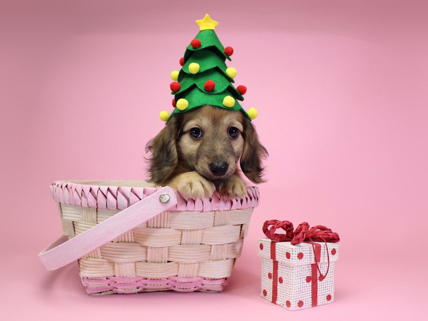 ダックスフンド カニンヘン サリー.Ti & ボーイの子犬 シェーデットクリーム 女の子