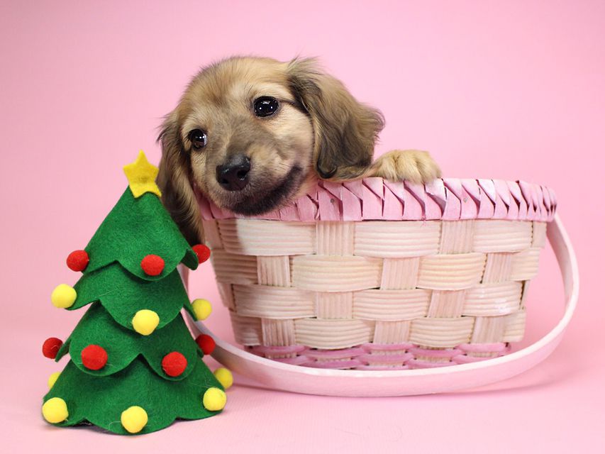 ダックスフンド カニンヘン サリー.Ti & ボーイの子犬 シェーデットクリーム 女の子