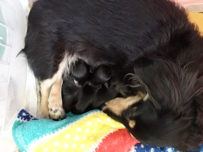 ダックスフンド カニンヘン あんず 12/24出産しました ブラッククリーム男の子3 ダックスフンド カニンヘン あんず 12/24出産しました ブラッククリーム男の子3