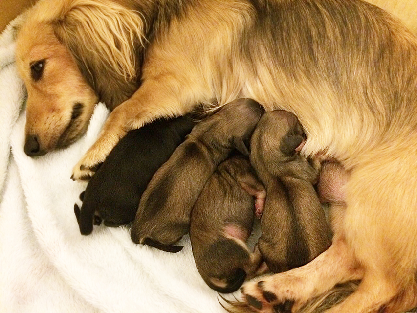 ダックスフンド カニンヘン わかば 7/19出産しました ブラッククリーム女の子1、シェーデットクリーム女の子3