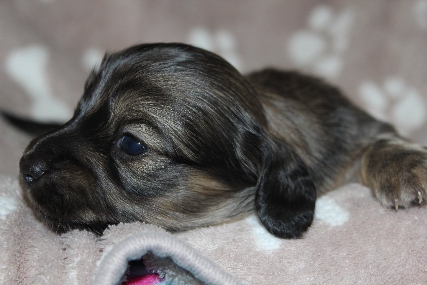 ミニチュアダックス　シューデットクリーム　男の子　残留検討中