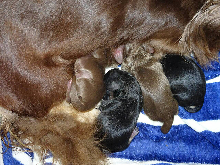 ダックスフンド カニンヘン ハッピーベル 8/4出産 ダックスフンド カニンヘン ハッピーベル 8/4出産