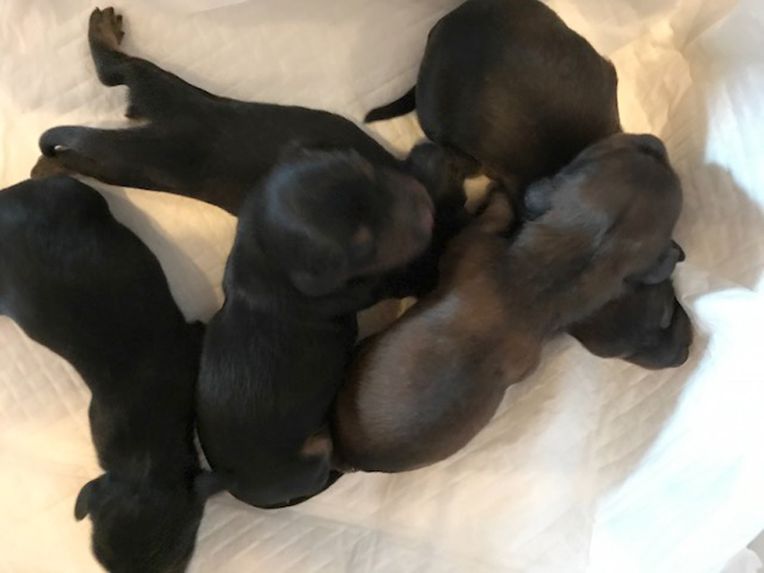 ミニチュア ダックスフンド サリーアン　8/26出産しました