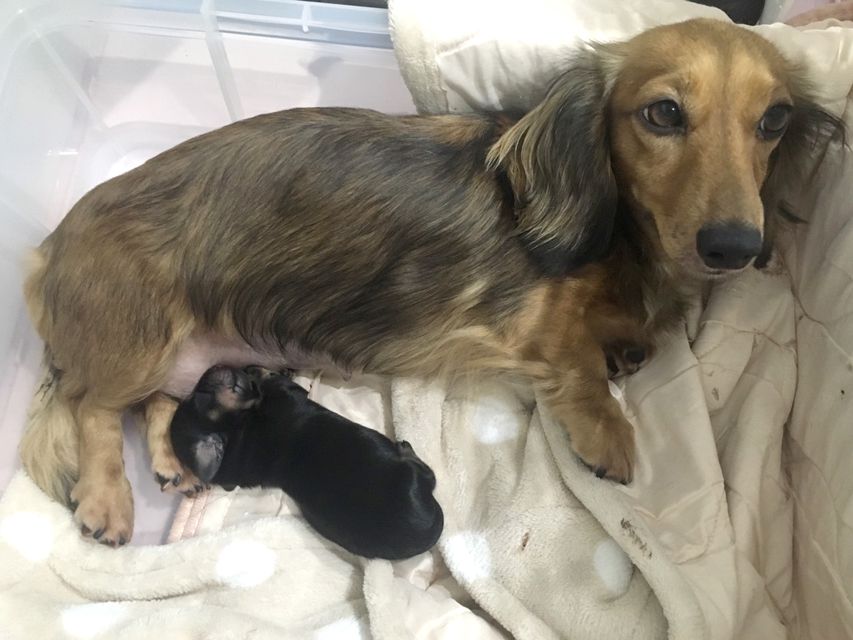 ダックスフンド カニンヘン アンジー.cs　8/22出産しました