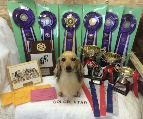 ダックスフンド カニンヘン トト君