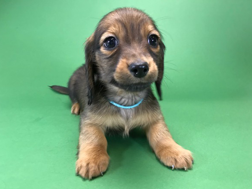 カニンヘンダックス いちご & ジムの子犬 レッド 男の子