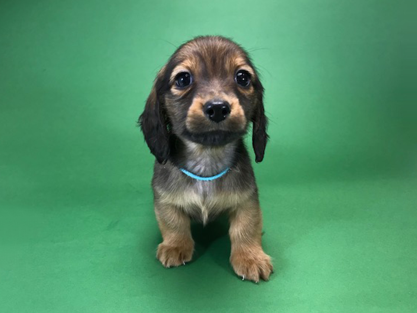 カニンヘンダックス いちご & ジムの子犬 レッド 男の子