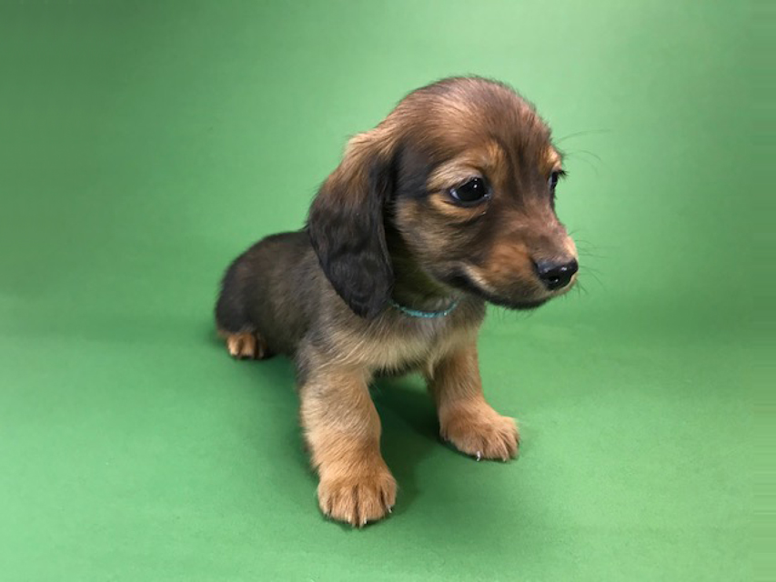 カニンヘンダックス いちご & ジムの子犬 レッド 男の子