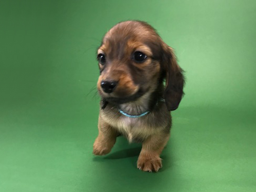 カニンヘンダックス いちご & ジムの子犬 レッド 男の子