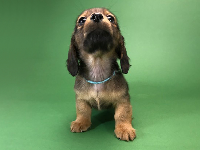 カニンヘンダックス いちご & ジムの子犬 レッド 男の子